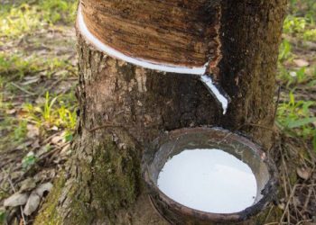 Xuất khẩu cao su tăng mạnh trong nửa đầu tháng 7/2019