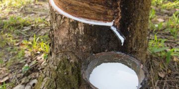 Xuất khẩu cao su tăng mạnh trong nửa đầu tháng 7/2019