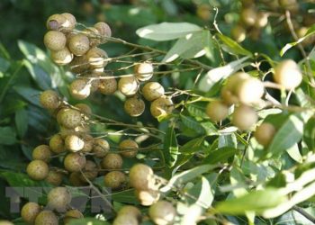 Nhãn mất mùa, nhiều nhà vườn ở Hưng Yên thất thu nặng