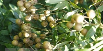 Nhãn mất mùa, nhiều nhà vườn ở Hưng Yên thất thu nặng