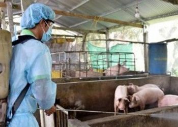 Ngăn chặn bán tháo lợn dịch tả ra thị trường