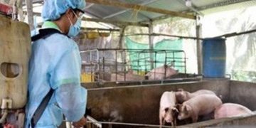 Ngăn chặn bán tháo lợn dịch tả ra thị trường