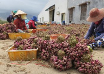 Nông dân phấn khởi vì hành tím được mùa được giá