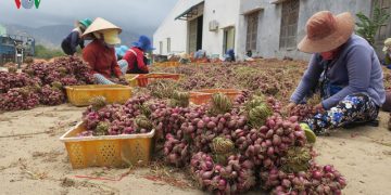 Nông dân phấn khởi vì hành tím được mùa được giá