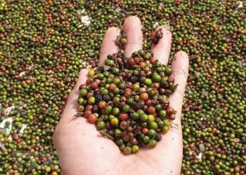 Ước tính xuất siêu của nông, lâm và thủy sản đạt hơn 6 tỷ USD