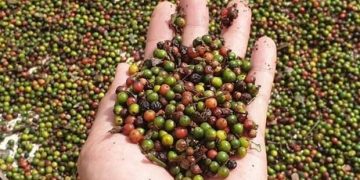 Ước tính xuất siêu của nông, lâm và thủy sản đạt hơn 6 tỷ USD