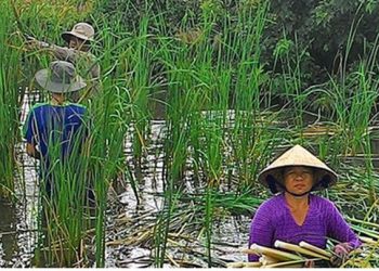 Nông dân Cà Mau kiếm cả trăm triệu mỗi năm nhờ cây bồn bồn