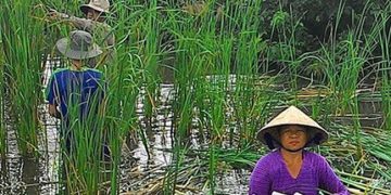 Nông dân Cà Mau kiếm cả trăm triệu mỗi năm nhờ cây bồn bồn