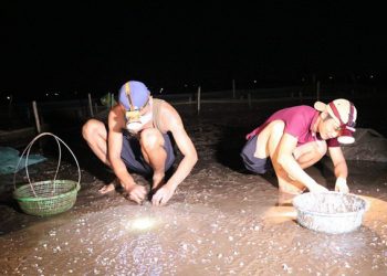 Ngao ‘cười’, người khóc