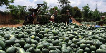 ‘Cửa chính’ gặp rào, ‘lối nhỏ’ siết mạnh, đường khó của thế mạnh Việt
