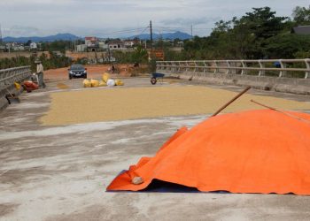 Xây cầu 160 tỷ để…. phơi thóc