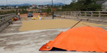 Xây cầu 160 tỷ để…. phơi thóc