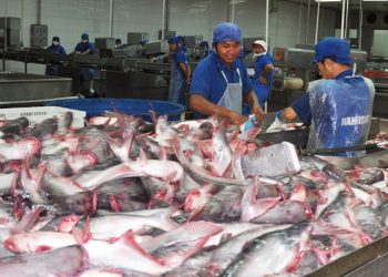 Chuẩn hóa cá tra