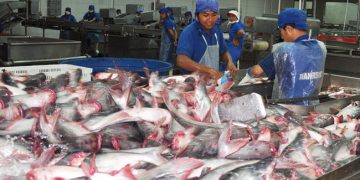 Chuẩn hóa cá tra