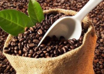 Giá cà phê trong nước tăng do mưa lớn kéo dài