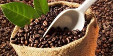 Giá cà phê trong nước tăng do mưa lớn kéo dài