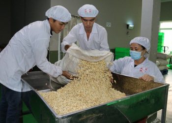 Hạt điều ầm ầm vào Trung Quốc nhờ căng thẳng thương mại Mỹ-Trung