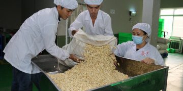 Hạt điều ầm ầm vào Trung Quốc nhờ căng thẳng thương mại Mỹ-Trung