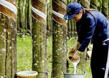 Trung Quốc là thị trường xuất khẩu cao su lớn nhất của Việt Nam