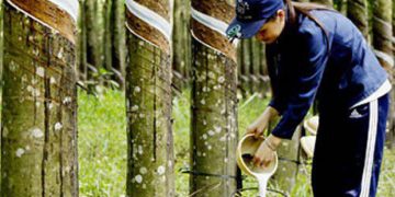 Trung Quốc là thị trường xuất khẩu cao su lớn nhất của Việt Nam