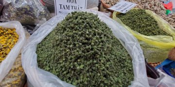 Hoa tam thất hàng hiếm rao giá bạc triệu vẫn được săn đón