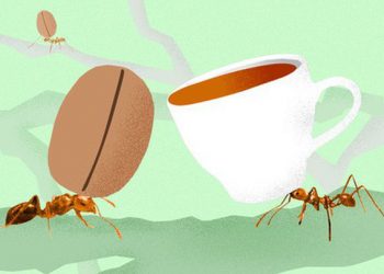 Nghe cafe chồn, cafe voi đã lâu, hóa ra còn có cả “cafe kiến” cực độc mà có tiền cũng chưa chắc mua được