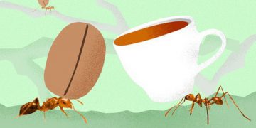 Nghe cafe chồn, cafe voi đã lâu, hóa ra còn có cả “cafe kiến” cực độc mà có tiền cũng chưa chắc mua được