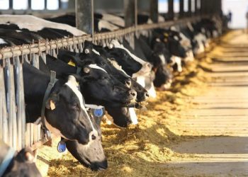 5 ‘ông lớn’ Việt Nam sắp xuất lô sữa chính ngạch đầu tiên sang Trung Quốc