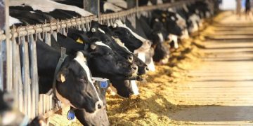 5 ‘ông lớn’ Việt Nam sắp xuất lô sữa chính ngạch đầu tiên sang Trung Quốc