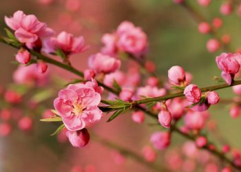 Tết Canh Tý 2020 nghỉ 7 ngày