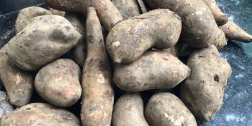 Loại củ ‘lạ’ giống hệt khoai lang khiến chị em thích thú