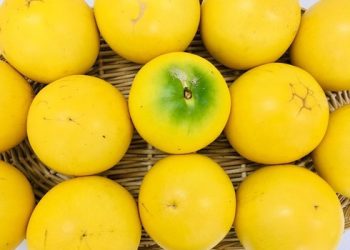 ‘Vú sữa hoàng kim’ giá 350.000 đồng một quả vẫn đắt như tôm tươi