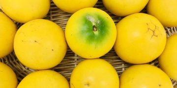 ‘Vú sữa hoàng kim’ giá 350.000 đồng một quả vẫn đắt như tôm tươi