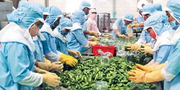 Không xuất khẩu sang Trung Quốc, nông sản Việt tiêu thụ ở đâu?