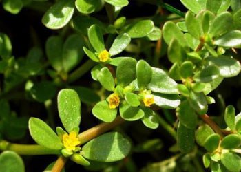 Rau dại bờ bụi ở Việt Nam, nước ngoài thành thần dược siêu đắt