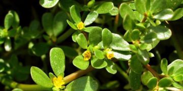 Rau dại bờ bụi ở Việt Nam, nước ngoài thành thần dược siêu đắt