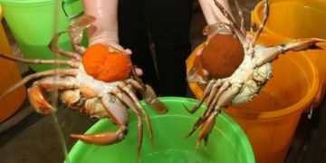 Nông dân Trà Vinh vào vụ thu hoạch cua biển nuôi, giá cao