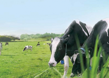 Top 10 công ty uy tín ngành thực phẩm – đồ uống năm 2019 của Vietnam Report: Trung Nguyên đứng trên Coca-Cola và Tân Hiệp Phát