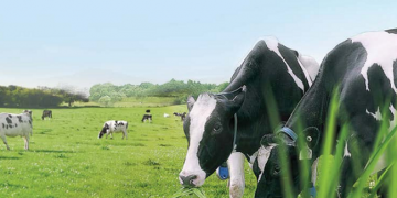 Top 10 công ty uy tín ngành thực phẩm – đồ uống năm 2019 của Vietnam Report: Trung Nguyên đứng trên Coca-Cola và Tân Hiệp Phát