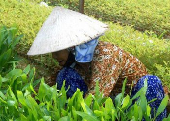 Làm giàu nhờ ươm cây giống keo lá tràm