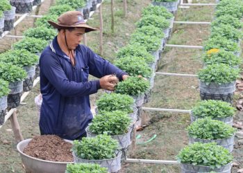 Làng hoa Sa Đéc có nhiều loại hoa mới phục vụ thị trường Tết 2020