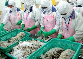 Xuất khẩu tôm sang Australia tăng mạnh trong năm 2019