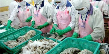 Xuất khẩu tôm sang Australia tăng mạnh trong năm 2019