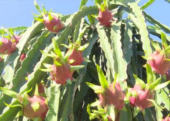 CƠ HỘI NÀO ĐẦU RA CHO NÔNG SẢN CÁC TỈNH KHU VỰC PHÍA NAM?