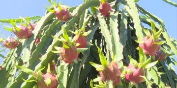 CƠ HỘI NÀO ĐẦU RA CHO NÔNG SẢN CÁC TỈNH KHU VỰC PHÍA NAM?