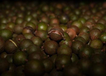 Macca – Cây trồng mang lại hiệu quả kinh tế cao