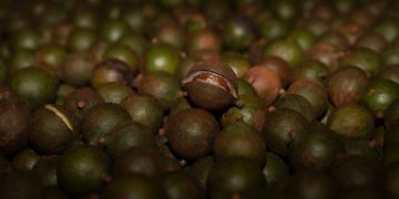 Macca – Cây trồng mang lại hiệu quả kinh tế cao