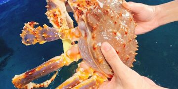 Sau tôm hùm, cua hoàng đế giảm giá sốc