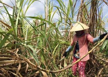 Lần đầu tiên, Việt Nam điều tra đường Thái Lan bán phá giá