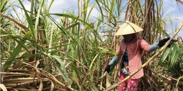 Lần đầu tiên, Việt Nam điều tra đường Thái Lan bán phá giá